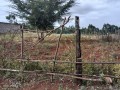 two-acres-for-sale-small-1