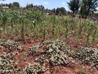 Plot for sale
